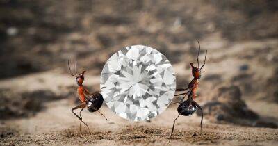 Ограбление века. Попытка муравья украсть бриллиант однажды была запечатлена на камеру (видео)