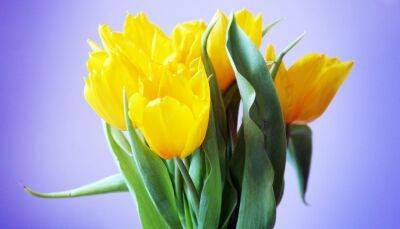 Желтые тюльпаны или как подобрать идеальный букет к 8 марта