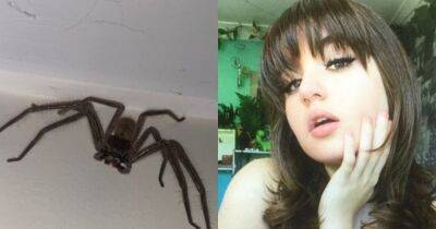Подружилась с огромным ядовитым пауком: девушка показала своего экзотического питомца