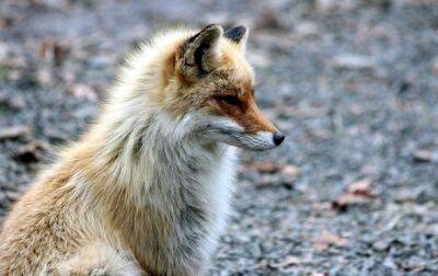 Жителям Львовщины грозит тюрьма за избиение лисицы