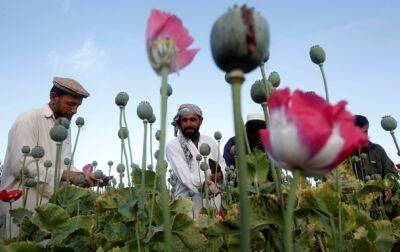 Талибы начали уничтожать маковые поля в Афганистане
