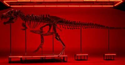 Первый в Европе: в Швейцарии планируют продать на аукционе скелет тираннозавра (фото)