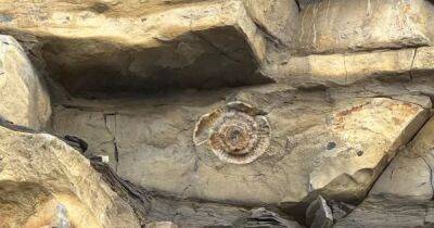 Находка на сотни миллионов. Мальчик обнаружил останки доисторического моллюска - focus.ua - Украина - Англия - Находка - Великобритания