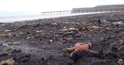 Зловещее место. Тысячи моллюсков умирают на пляже, где два года назад массово погибли ракообразные