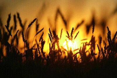 "Прозерно": пшеницу на биржах "штормит" из-за планов мировых трейдеров уйти из России