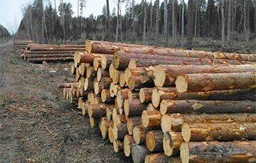 Из-за санкций белорусские лесхозы продают лес Китаю за копейки