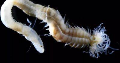 Пережили все массовые вымирания. В Японии обнаружили червей, чрезвычайно схожих с древними демонами