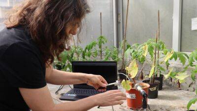 Открытие в Израиле - растения умеют говорить: вот речь помидора