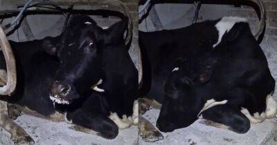 1,5 млн просмотров в TikTok: хитрая корова притворяется спящей, чтобы ее не доили (видео) - focus.ua - США - Украина