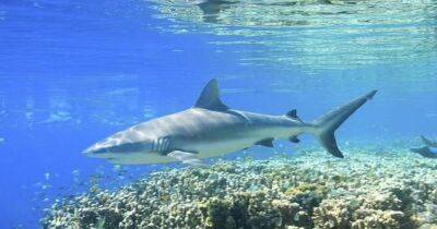 Отбился от акулы: в Австралии рыбак истекая кровью три часа ждал помощи (фото)