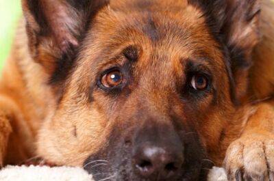 Турция в благодарность к собакам-спасателям отправила их домой в бизнес-классе