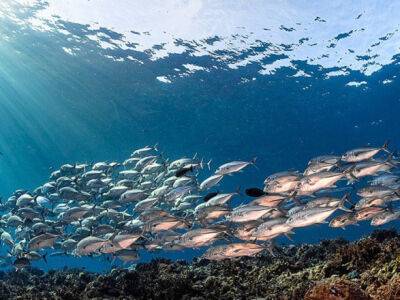 В ООН подписали соглашение по защите океанов, переговоры длились более 10 лет