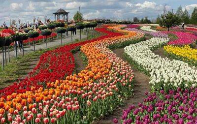 Под Киевом создают композицию из миллионов тюльпанов