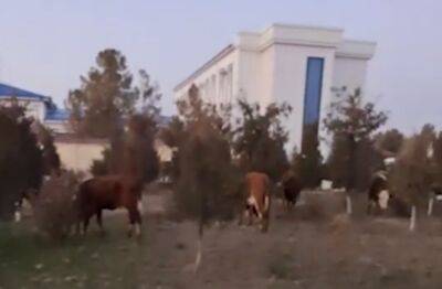В Гузаре фермер пригнал скот к зданию районного хокимията из-за отказа чиновников делать свою работу