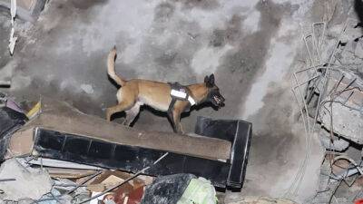 Ираклий Гарибашвили - МВД Грузии наградило собаку за спасение человека после землетрясения в Турции - dialog.tj - Грузия - Турция