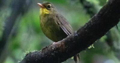Самая разыскиваемая. На Мадагаскаре замечена птица, которую не могли найти почти четверть века