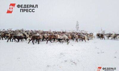 Крупное стадо северных оленей переедет с Ямала на Сахалин