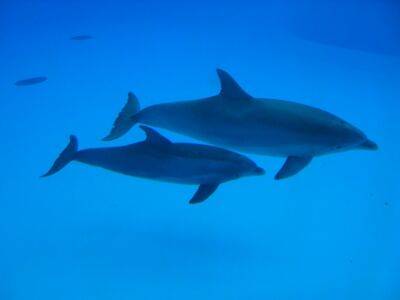 Экоцид в Черном море - фото мертвых дельфинов