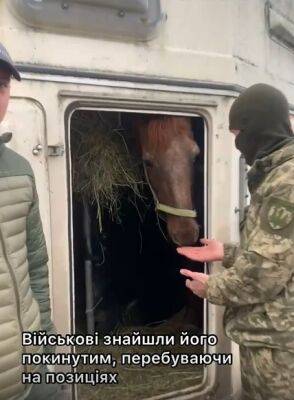 На Харьковщине военные ВСУ спасли коня, который пришел к ним на позиции
