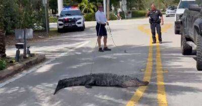 Перепутал с собакой: на жителя Флориды напал аллигатор, притаившийся у двери (фото)