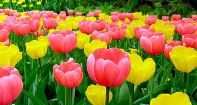 Цветочный бум: сколько стоят тюльпаны в Украине накануне 8 марта - cxid.info - Украина - Львов - Ужгород