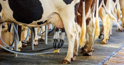 Брестская область за два месяца нарастила производство молока на 7,4 %