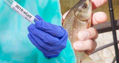 Рыбный грипп: заразиться инфекцией от плавника - cxid.info - Австралия