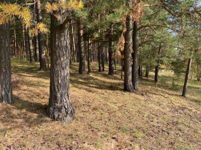 В Твери создали петицию для сохранения Монастырского леса от застройки