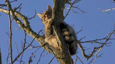 В Одесской области сфотографировали редкого лесного кота (фото)