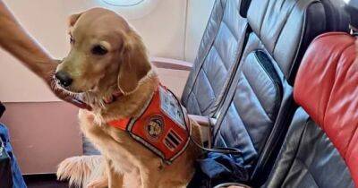 В Турции нашли способ отблагодарить собак-спасателей за помощь после землетрясения