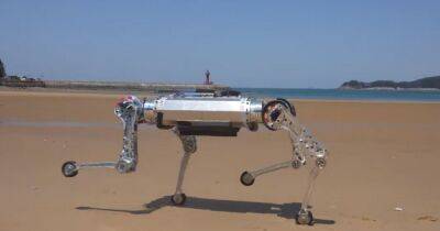 Ученые создали идеального робота-пса: где модель RaiBo может пригодиться (видео)