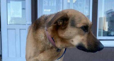 "Возможно, кто-то что-то знает": защитник оставил собаку на знакомых, но произошло худшее - politeka.net - Украина - Киев - Херсон