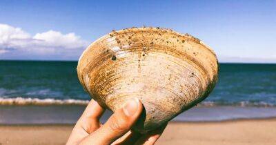 Авраам Линкольн - Гигантская ракушка. На пляже Флориды обнаружили аномально большого моллюска возрастом более 200 лет - focus.ua - США - Украина - шт.Флорида