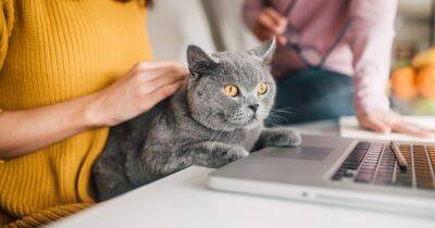 Лапы прочь. Как отвадить котов и кошек от компьютеров и ноутбуков - focus.ua - Украина
