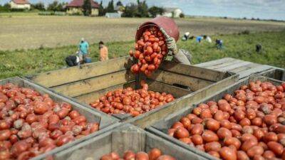 В Турции возобновили поставки помидоров в Израиль, но по более высоким ценам