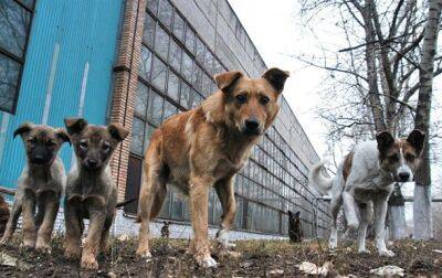 Стерилизация животных: как украинцы относятся к этой операции - korrespondent.net - Украина