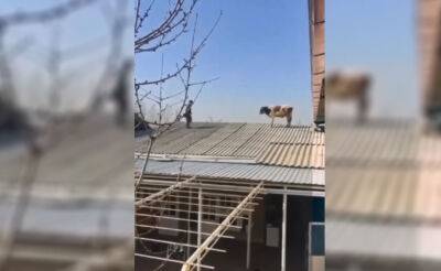 Солнечные ванны. В Узбекистане теленок невероятным образом забрался на крышу дома. Видео