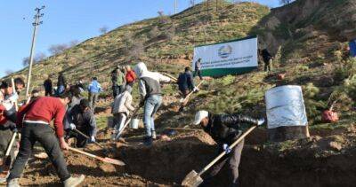 Вдоль автотрассы «Душанбе-Вахдат» посадили более 300 сосен