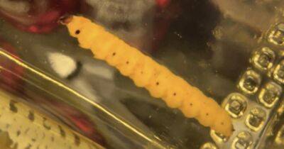 Тайна раскрыта: идентифицирован "таинственный червь", плавающий внутри бутылок с мескалем