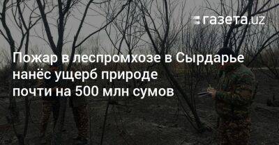 Пожар в лесхозе в Сырдарье нанёс ущерб природе почти на 500 млн сумов