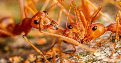 Семейные разборки: ученые изучили механизмы, сдерживающие конкуренцию среди муравьев-родственников