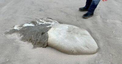 Гигантская "медуза" на пляже в Орегоне оказалась неожиданной находкой (фото)