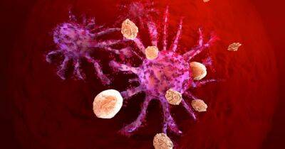 Двойная атака. Иммунная система заряжает клетки для уничтожения метастатического рака молочной железы
