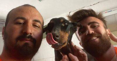 Собаку с тремя щенками спасли из-под завалов через месяц после землетрясения в Турции