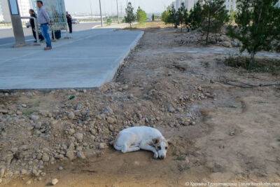 За два дня в микрорайоне Туркменабата жестоко уничтожили 15 бродячих собак (видео)