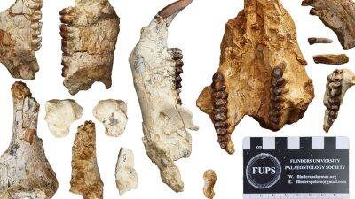 Предок вомбата: найдены кости неизвестного крупного родственника австралийского сумчатого - obzor.lt - Австралия