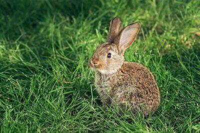 В Гессене значительно увеличилось количество зайцев