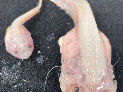Ученые в Японии обнаружили рыбу, которая плавает на максмимальной глубине