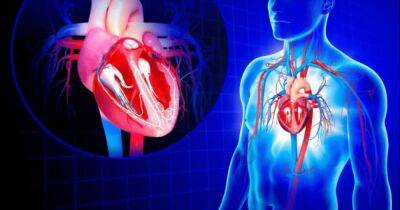 Революционная разработка. Новые стволовые клетки открывают путь к безопасной трансплантации сердца - focus.ua - Украина