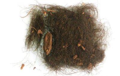 В волосах жителей бронзового века обнаружили галлюциногенные вещества